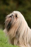 LHASSA APSO 181